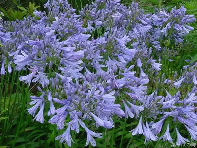 石蒜科百子莲现将这些花儿按色彩分类收藏,今天是第二组----浅紫色的