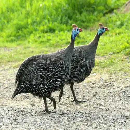 承德珍珠鸡永富柴鸡养殖技术好珍珠鸡价格