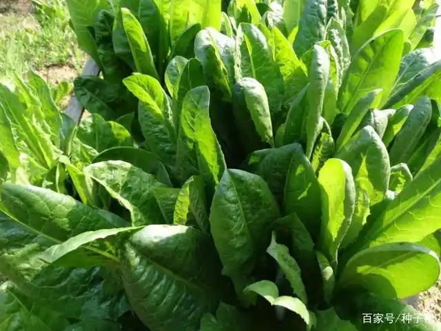 大叶菊苣高产种植技术,记住这几点,一直收割10年以上,适口性好