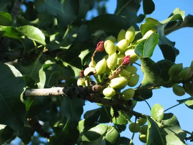 开心果树图片大全 开心果树种植方法技术
