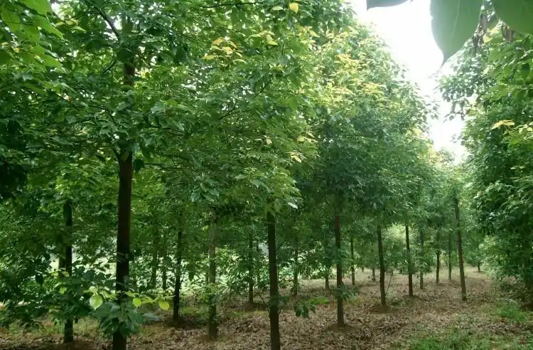 香樟苗园林绿化苗木香樟树苗庭院大小叶香樟树龙脑香樟树小苗樟树苗四