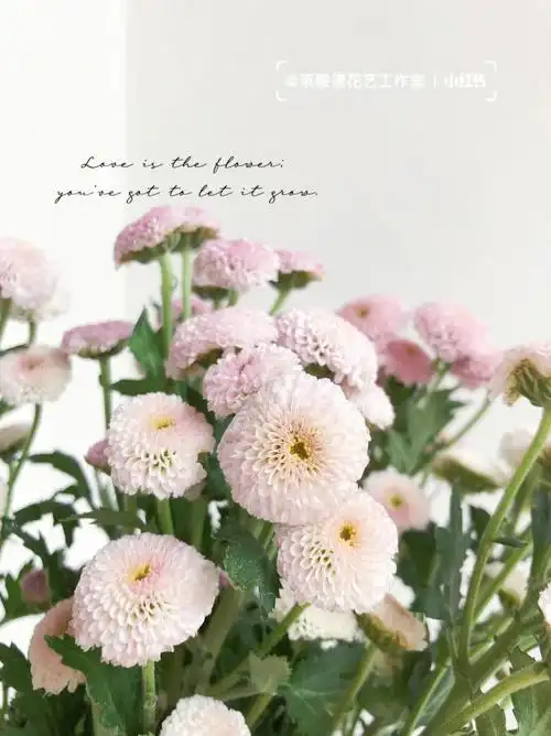 今天鲜花供应纽扣菊