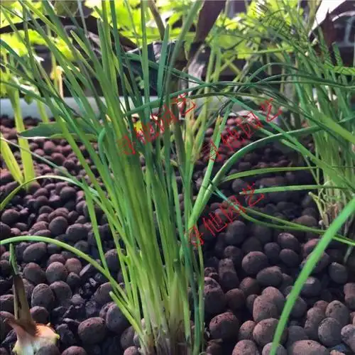 鱼菜共生陶粒沉水重质水培生物陶砾花卉无土栽培专用培营养土值 鱼菜