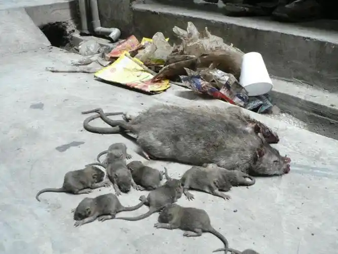 拉萨小区灭鼠在线咨询