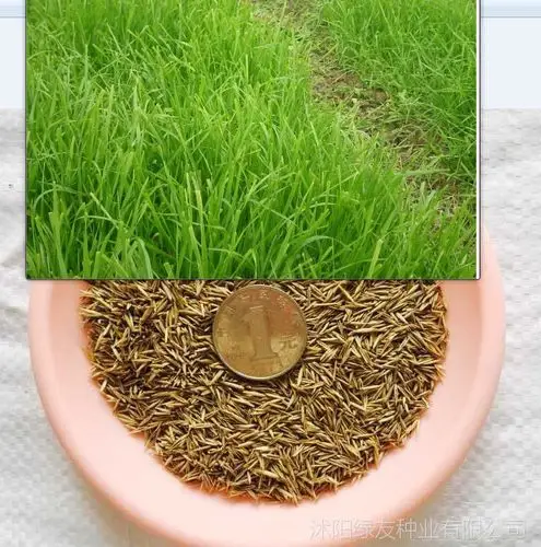 宠物及园艺 种子,种苗及种球 树苗 批发四季草籽:草坪籽,四季青