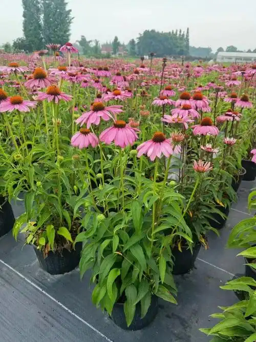 所以松果菊它是可以无限通过母株繁殖的方法繁殖的,从而它的寿命恳栽