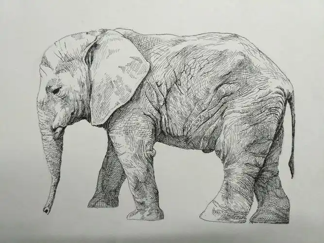 一只大象.线绘.