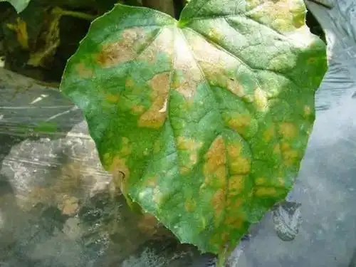 黄瓜叶片病害高清图片