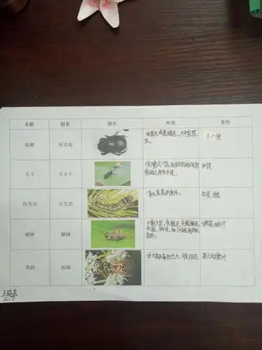看了《昆虫记》,我们爱上了他,我们做的昆虫备忘录很漂亮吧!