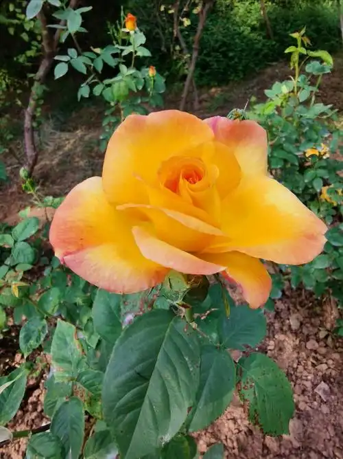 阿波罗又名太阳神