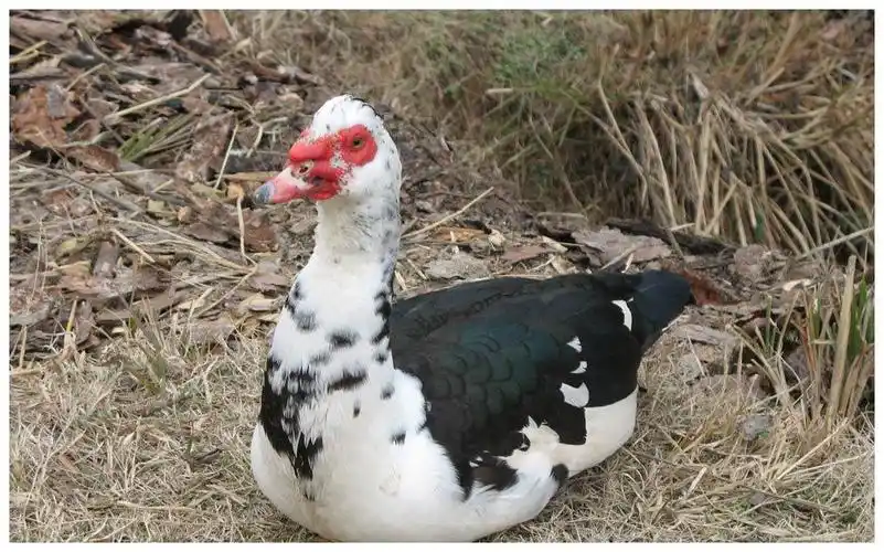 番鸭需要怎么喂养 加速番鸭红脸有什么好的办法|番鸭|喂养|鸭子_新浪