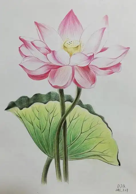 荷花彩铅画 荷花彩铅画步骤