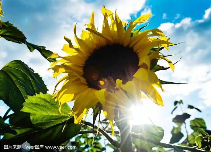 阳光下美丽的向日葵