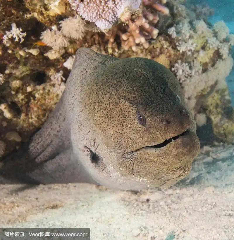 珊瑚礁上的巨型海鳗