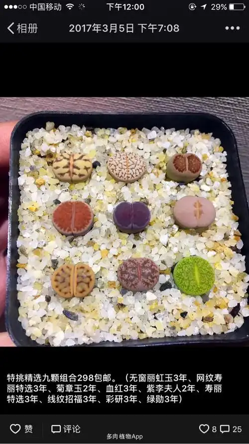 各种生石花拼盘,朋友圈每日更新福利