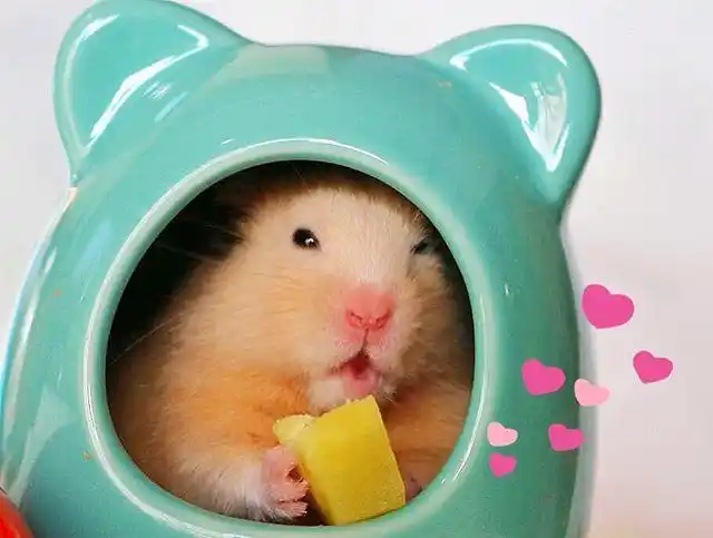 快看!这只仓鼠会微笑,还会对着镜头