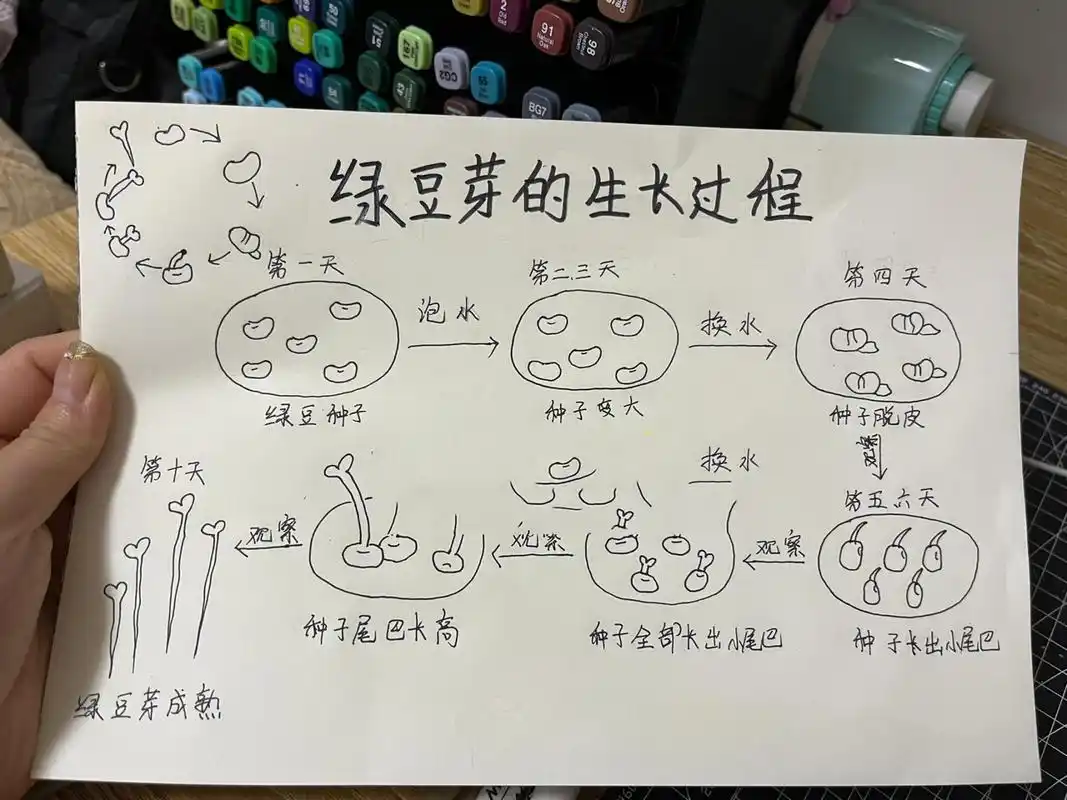 美术课11566对11566绿豆芽的生长过程 美术课11566对1