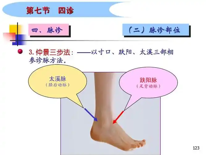 太溪脉 (胫后动脉) 趺阳脉 (足