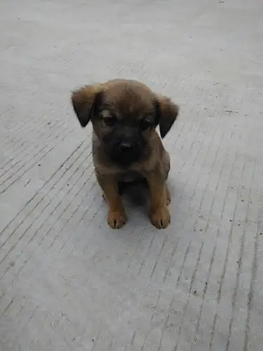 最后一只小狗免费送矮脚土狗40天左右