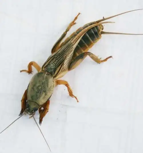 臭烘烘的蝼蛄是许多80后的童年回忆蝲蝲蛄有何危害能吃吗