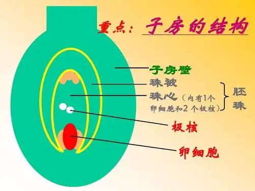 重点:子房的结构 子房壁 珠被 珠心(内有1个 卵细胞和2 个极核) 胚 珠