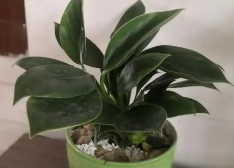 水培金钻方法1,首先从花盆中取出土培的金钻,去除土和腐烂的根,清洗