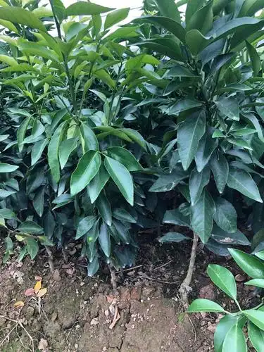 广西爱媛38号苗批发新品种红美人柑橘桔树