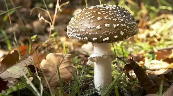 吃菌秘术之辨毒法