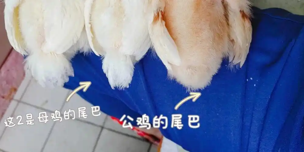 怎么辨别小鸡的公母