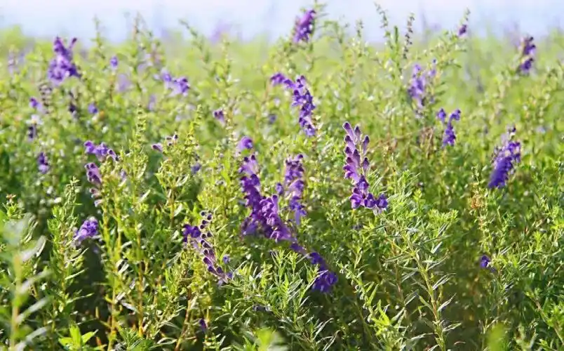 紫色的黄芩花盛开 中药产业打通致富路