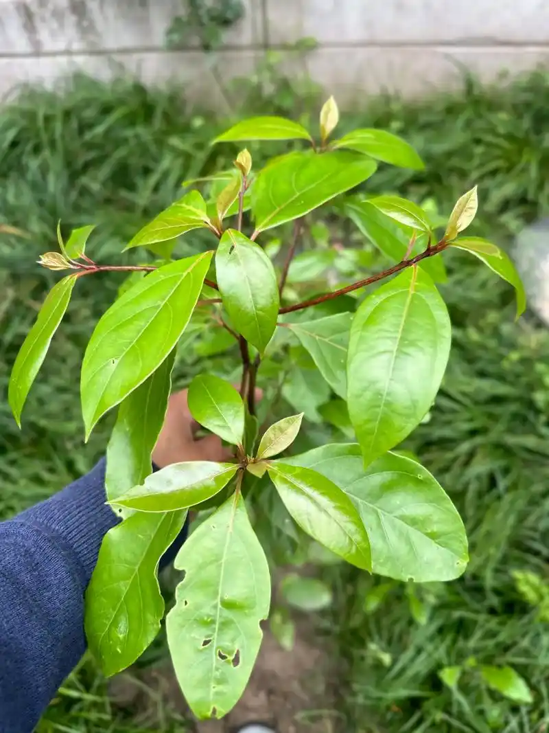 小区院子里的花丛中,发现一株杏树苗,刚刚长出.它之所以能长在 - 抖音