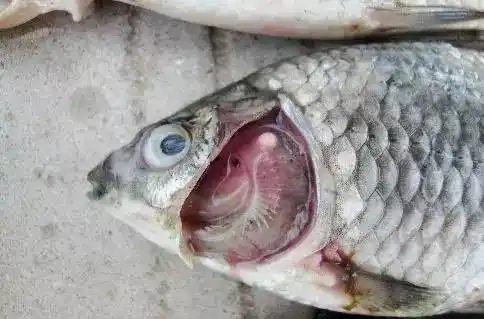 显微镜检等方法诊断,该鲫鱼患病为粘孢子虫,三代虫与车轮虫寄生鳃组织