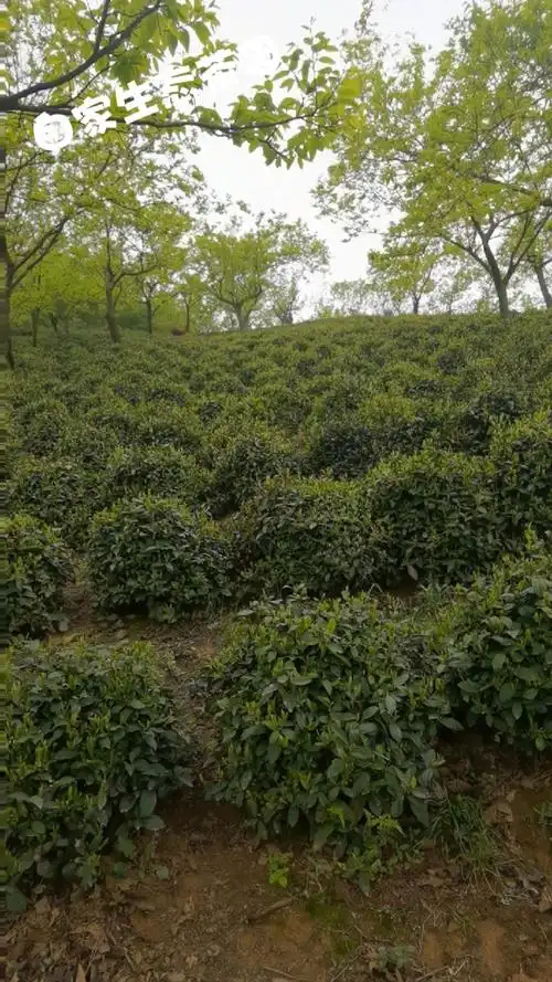 自家生态茶园 ,自产自销正宗信阳毛尖大山茶,有需要的朋友可以私信我