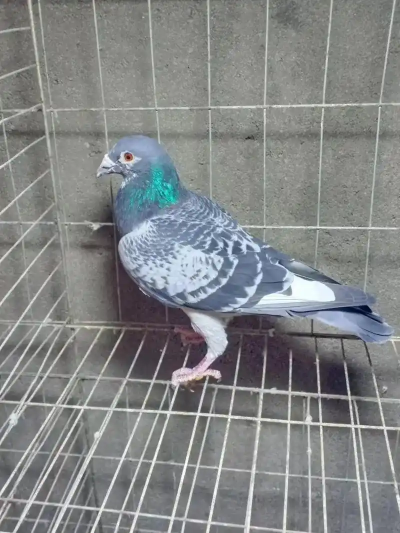 大鼻子雨点花头白条成绩鸽.120包邮到家 喜欢的联系 - 抖音