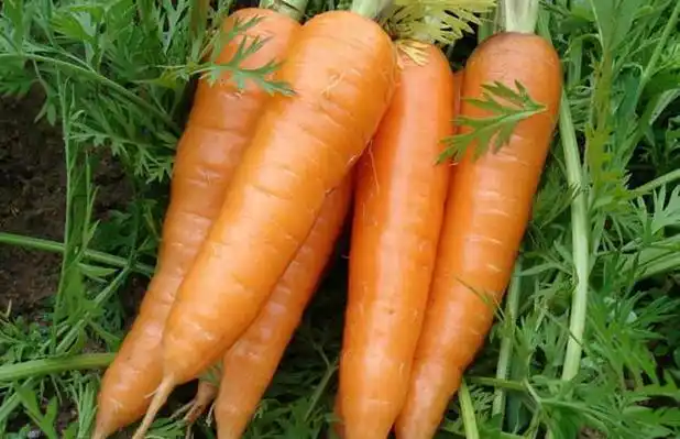 胡萝卜的营养价值_胡萝卜的功效与作用_胡萝卜的做法大全 - 黔农网