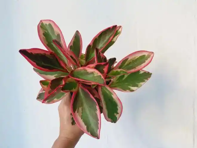 看过叶子斑斓的三色红边椒草之后感觉其他椒草都太普通了