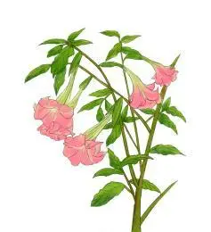 草药插图手绘曼陀罗花