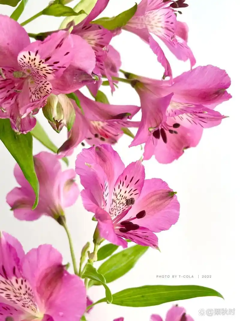 深粉色六出花 61 水仙百合 94仙粉色的水仙六出,风一吹像蝴蝶一样