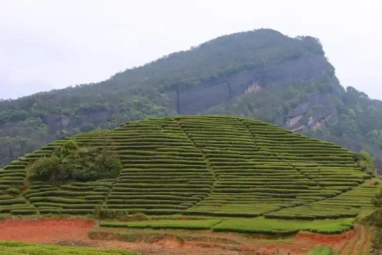 武夷山桐木关自然保护区之旅之二