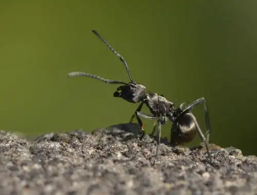 一只蚂蚁有几条腿?