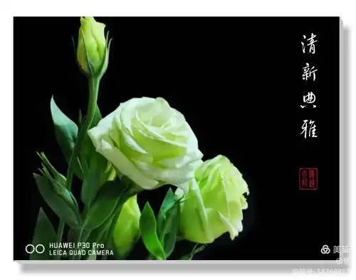 赏心悦目~淡绿色洋桔梗