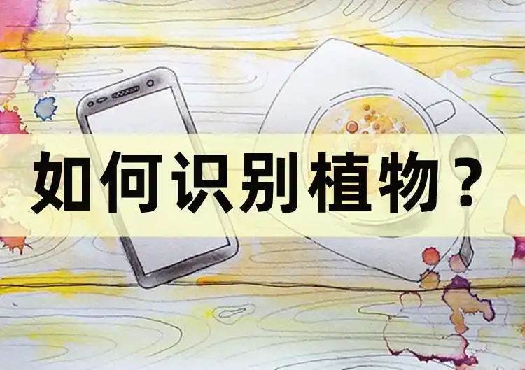 手机扫一扫识别植物的方法