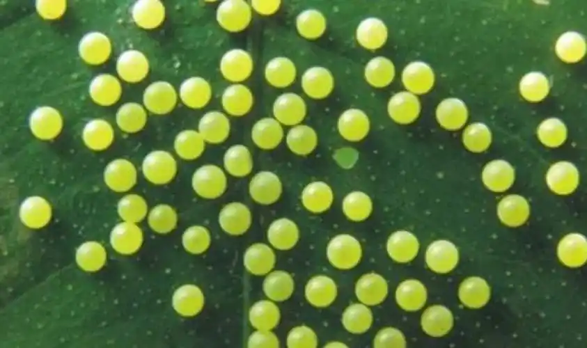 东新第四幼儿园春节精品故事推送《蝴蝶的由来》