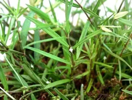 别名:甲猛草,二叶葎,了哥痢,千打锤,羊须草,蛇舌黄,蛇草,茜草