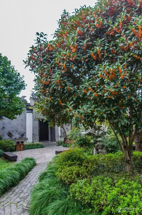 东山百年古桂花树下