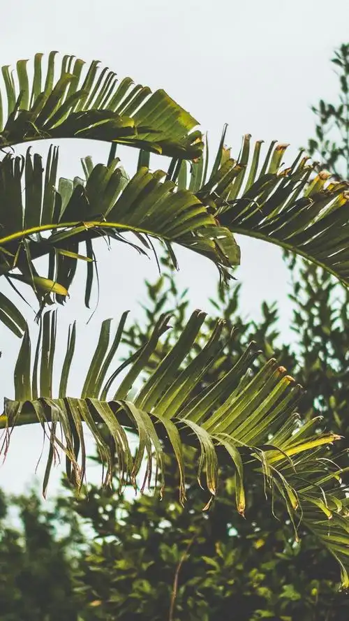 iphone 壁纸 棕榈树,叶子