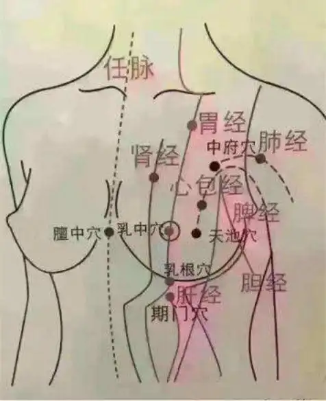 乳房疾病与肝,胃,肾,胆经