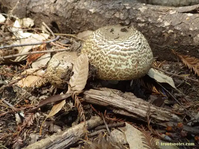 agaricus augustus (prince agaric)