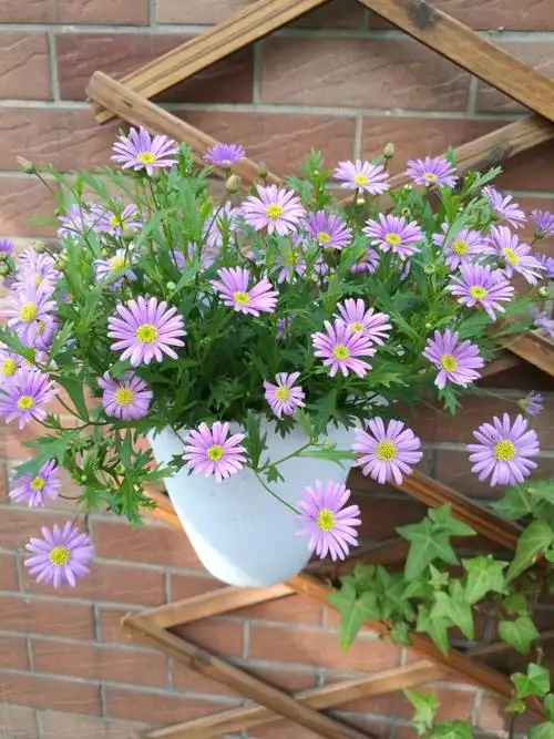 草花品种图片大全(人养花三年) - 赤虎壹号