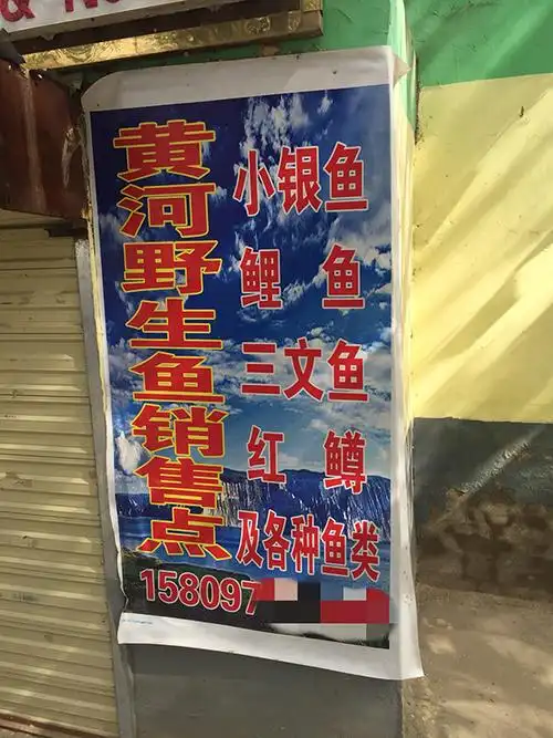 你餐桌的三文鱼或产自黄河水库它是什么鱼